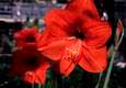 amaryllis flower