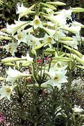 easter lilies