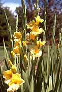 gladiolus flowers