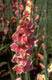 gladiolus flowers