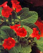 gloxinia