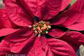 Poinsettia