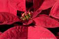 Poinsettia