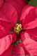 Poinsettia