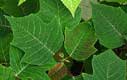 poinsettia leaf