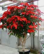 large poinsettia