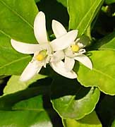 lime flower