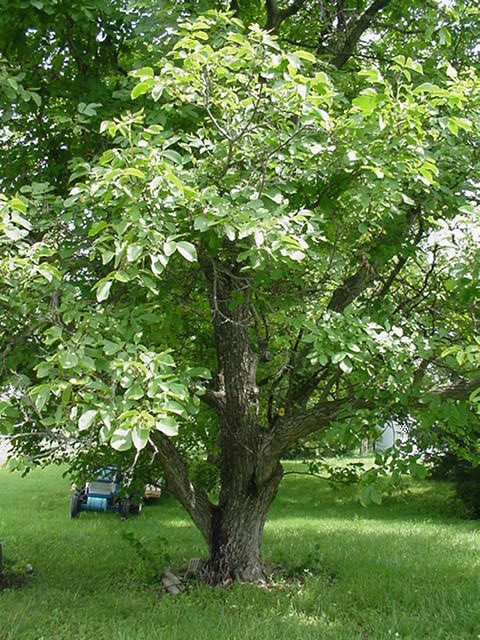 Nys Horticulture Study Guide For Youth