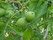 English walnut