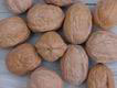 English walnut