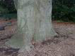 beech trunk