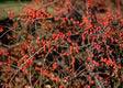 cotoneaster