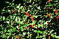 Holly berries