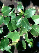 Holly leaves