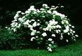 Hydrangea bush