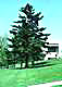 pine tree