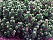 pine tree