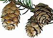 spruce cones