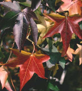 sweet gum leaves