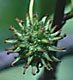 sweet gum fruit