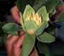 tulip poplar