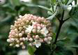 viburnum flower