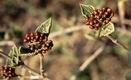 viburnum fruit