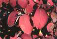 viburnum leaves