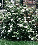 shrub in flower