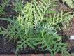 Globe artichoke