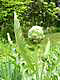 Globe artichoke flower bud