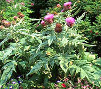 Globe Artichoke