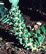 Brussels Sprouts