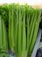 celery