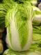 Chinese cabbage