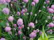 chive flowers