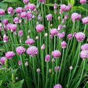 chives