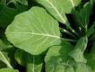 collards