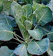 collards