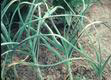 garlic plants