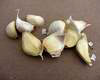 garlic plants