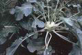 kohlrabi