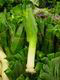 leek