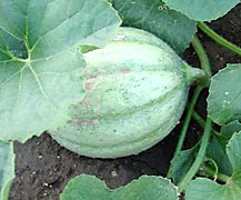 muskmelon fruit