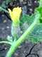 muskmelon flower