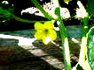 muskmelon flower