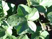 muskmelon leaf