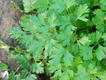 parsley