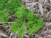 parsley