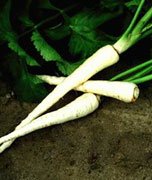 parsnips